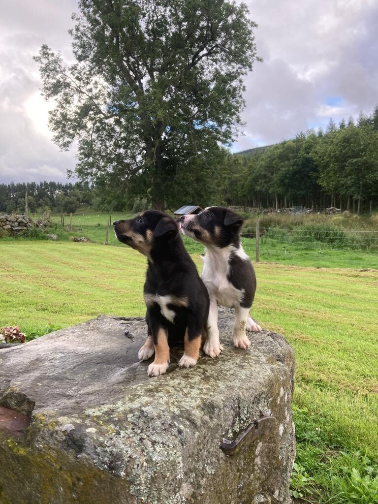 collie cross huntaway puppies